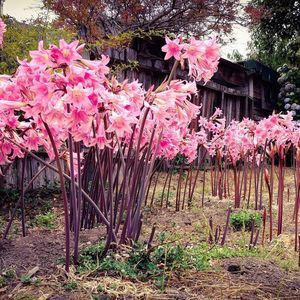 Meet your Posher, Jesselyn
